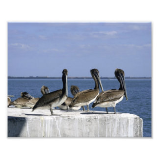 Pelicans in a Row Photo Print