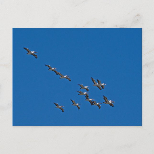 Pelicans in flight holiday postcard (Front)