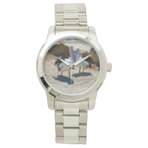 Pelicans In Love,_ Watch