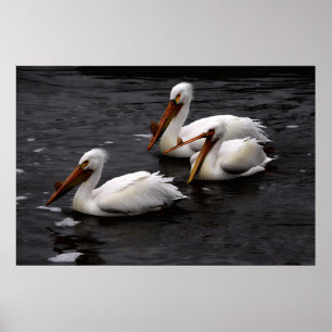 Pelicans in Whitemouth River, Manitoba Poster