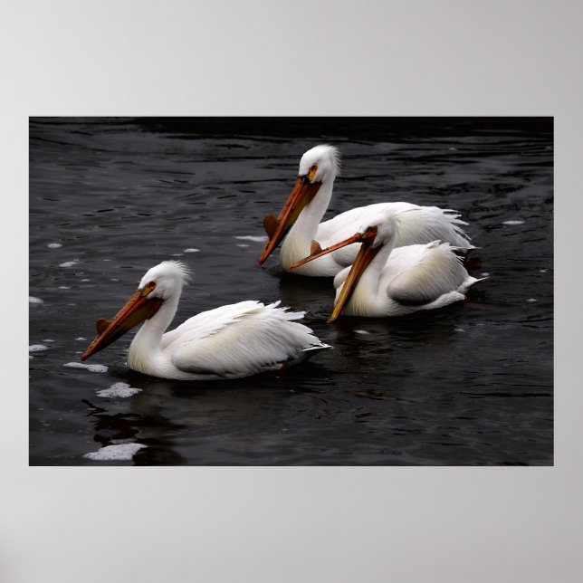 Pelicans in Whitemouth River, Manitoba Poster (Front)