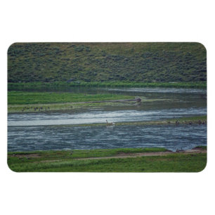 Pelicans Join the Geese Magnet