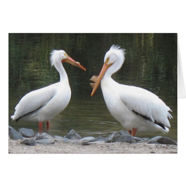 Pelicans Note Cards (Front Horizontal)
