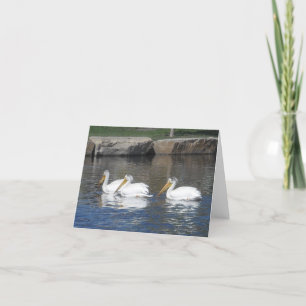 Pelicans Notecards