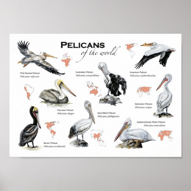 pelicans of the world poster (Front)