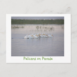 Pelicans on Parade Postcard