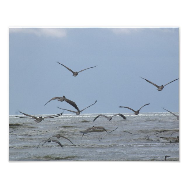 Pelicans over ocean Photo (Front)