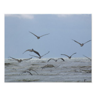 Pelicans over ocean Photo Print