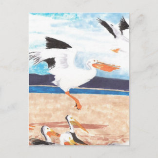 Pelicans Postcard