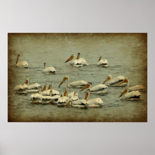 Pelicans Poster