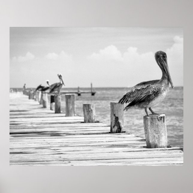 Pelicans Poster (Front)