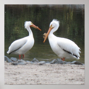 Pelicans Poster Print