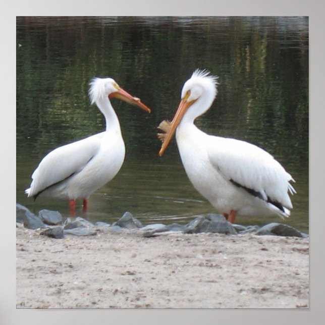 Pelicans Poster Print (Front)