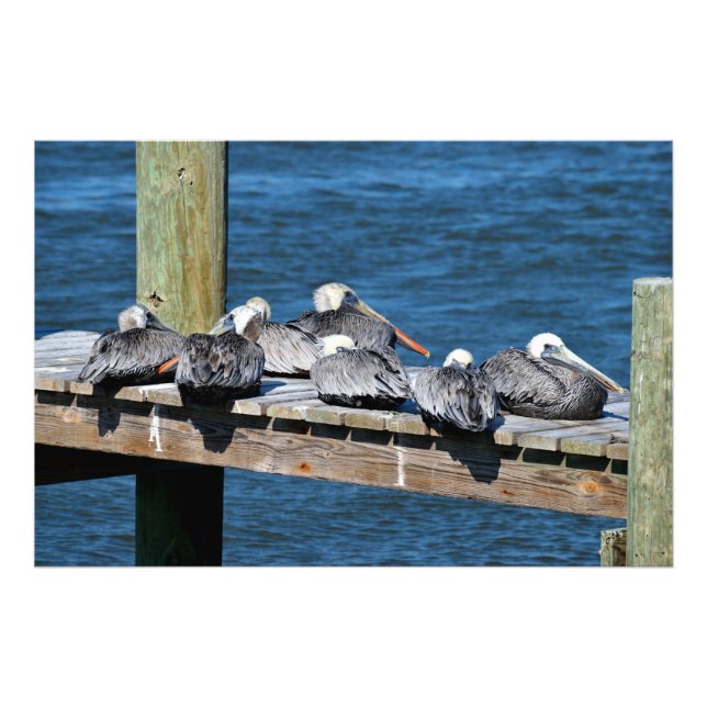 Pelicans resting on dock photo print (Front)