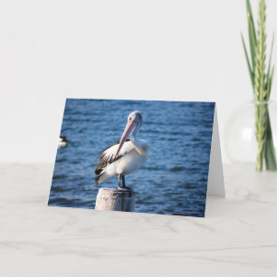 Pelicans seabirds ocean sea big birds feathers card