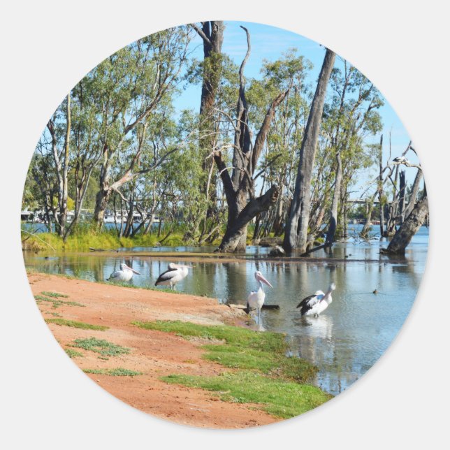 Pelicans Sunbaking River Murray Australia Stickers (Front)