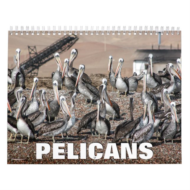 Pelicans Wall Calendar (Cover)