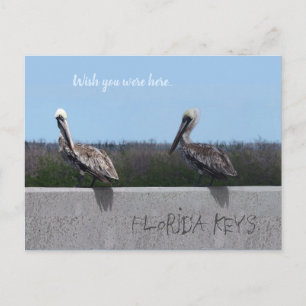 Pelicans (with customisable text) postcard