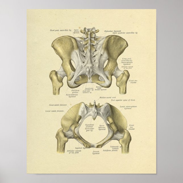 Pelvis Lumbar Joint Anatomy Bones Print (Front)
