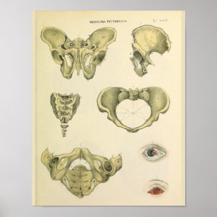 Pelvis Pelvic Bones Vintage Anatomy Art Print
