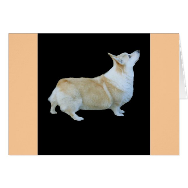 Pembroke Welsh Corgi (Front Horizontal)