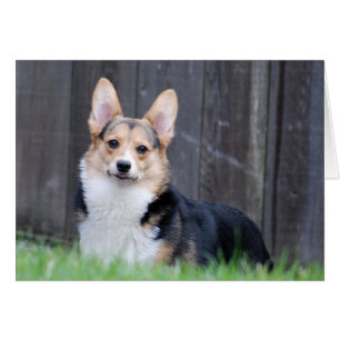 Pembroke Welsh Corgi Card