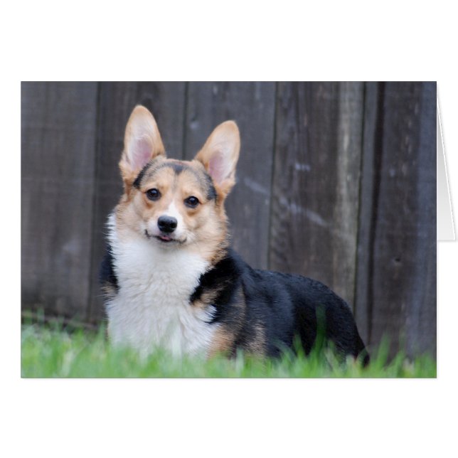 Pembroke Welsh Corgi Card (Front Horizontal)