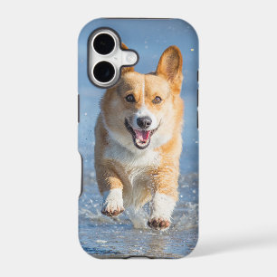 Pembroke Welsh Corgi Dog Running On The Beach