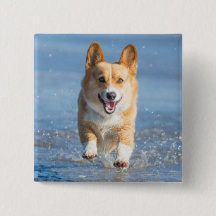 Pembroke Welsh Corgi Dog Running On The Beach 15 Cm Square Badge