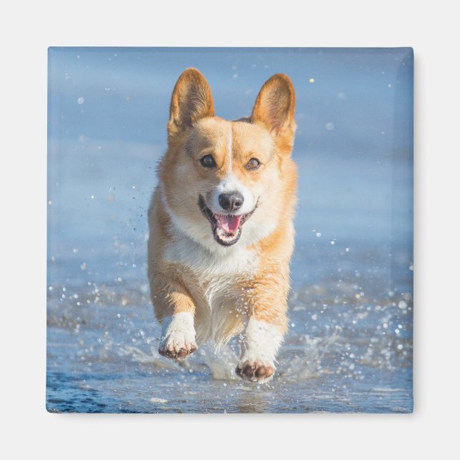 Pembroke Welsh Corgi Dog Running On The Beach Magnet (Front)