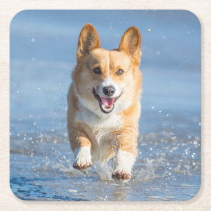 Pembroke Welsh Corgi Dog Running On The Beach Square Paper Coaster