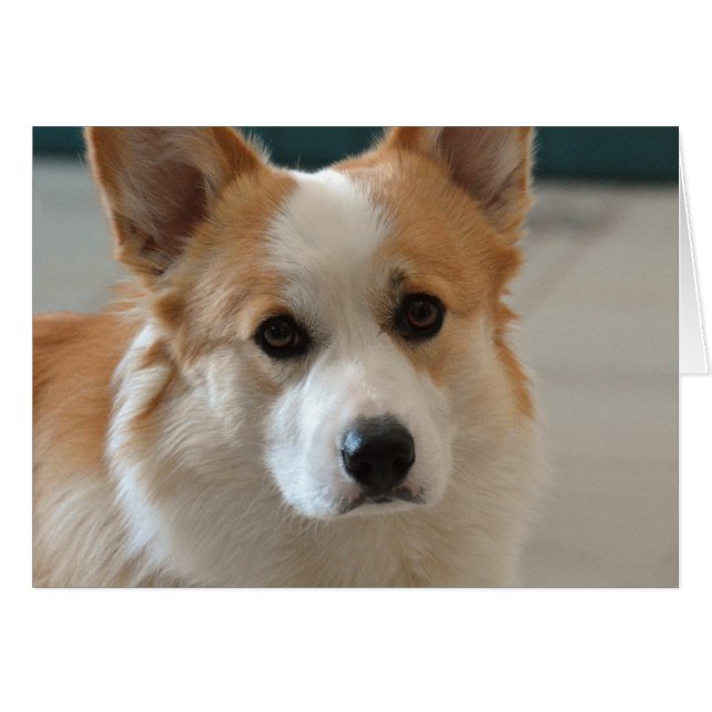 pembroke welsh corgi face (Front Horizontal)