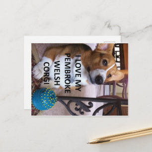pembroke welsh corgi fawn love w pic postcard
