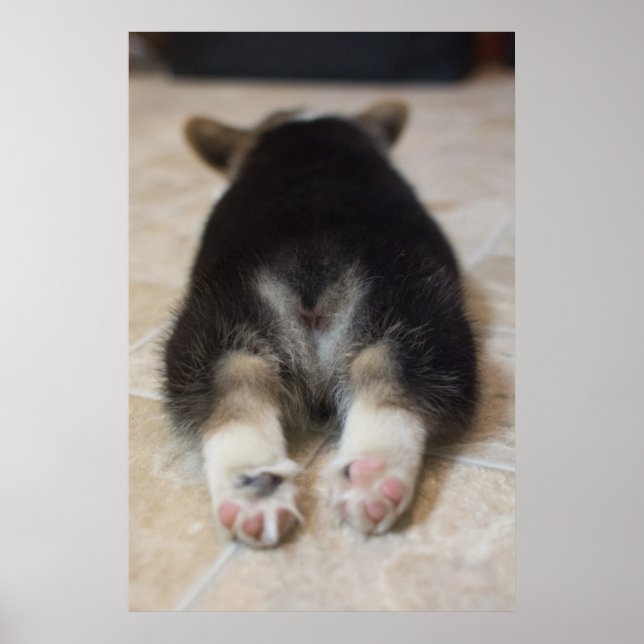 Pembroke Welsh Corgi Puppy 2 Poster (Front)