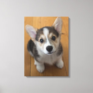 Pembroke Welsh Corgi Puppy 3 Canvas Print