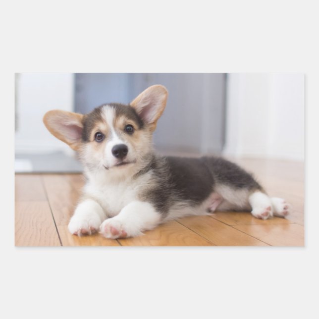 Pembroke Welsh Corgi Puppy Rectangular Sticker (Front)