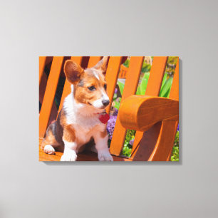 Pembroke Welsh Corgi puppy sitting in park bench Canvas Print