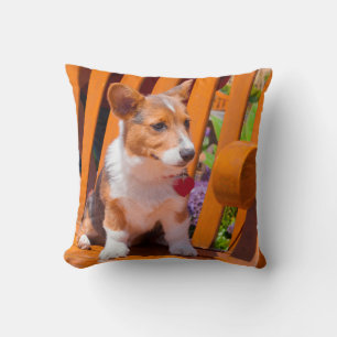 Pembroke Welsh Corgi puppy sitting in park bench Cushion