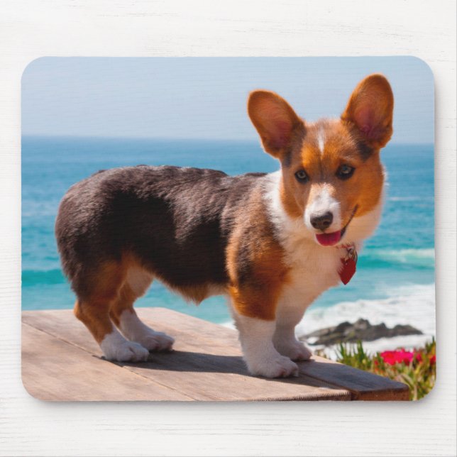 Pembroke Welsh Corgi puppy standing on table Mouse Mat (Front)