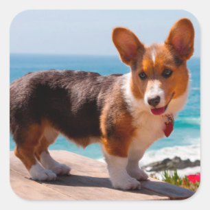 Pembroke Welsh Corgi puppy standing on table Square Sticker