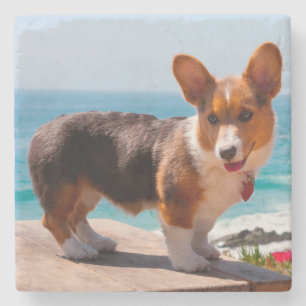 Pembroke Welsh Corgi puppy standing on table Stone Coaster