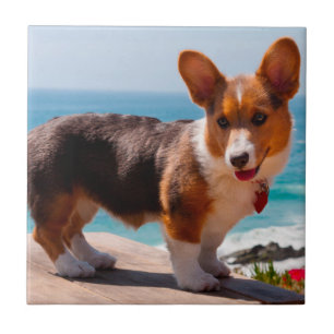 Pembroke Welsh Corgi puppy standing on table Tile