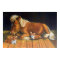 Pembroke Welsh Corgi Wall Print