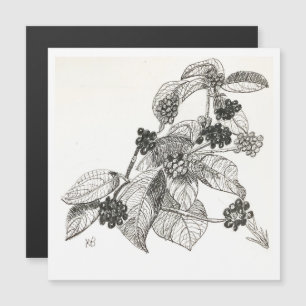 Pen and Ink Blackberries