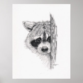 Pencil Drawing 'Peeking Racoon' Poster