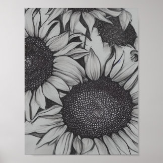 Pencil Drawn Sunflowers Poster