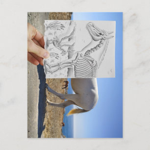 Pencil Vs Camera - X-Ray Postcard