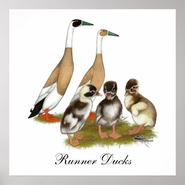 Penciled Runner Duck Family Poster (Front)