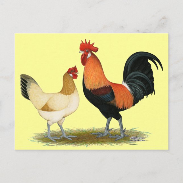 Penedesenca Chickens Postcard (Front)