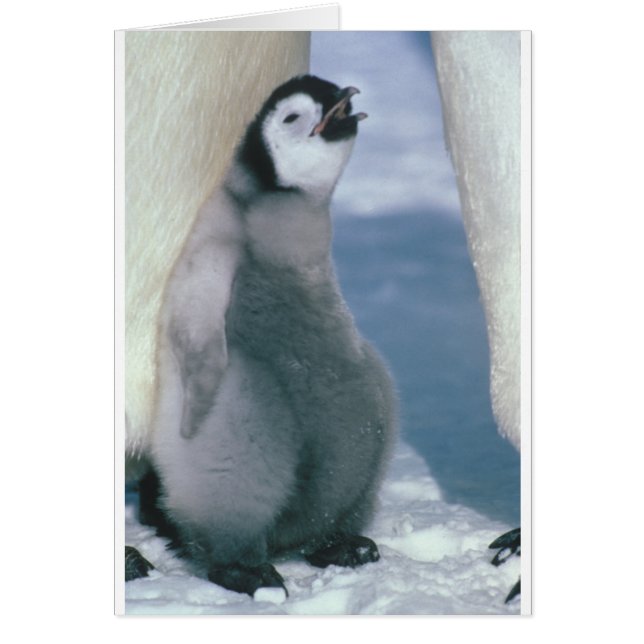 Penguin (Front)